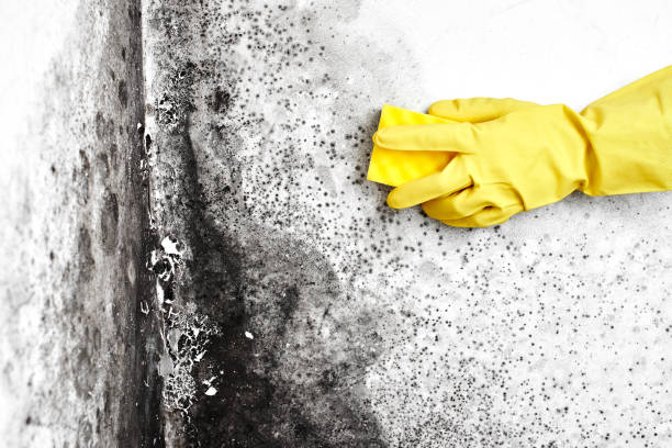 Best Emergency Mold Removal  in Hargill, TX
