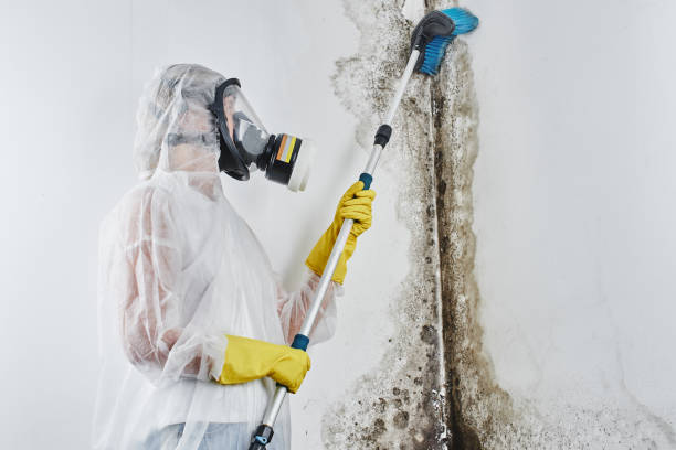 Best Crawl Space Mold Removal  in Hargill, TX
