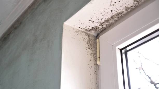 Best Mold Testing  in Hargill, TX