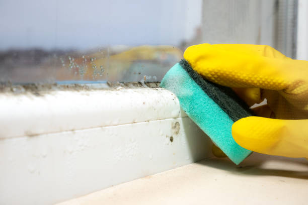 Best Mold Removal Near Me  in Hargill, TX