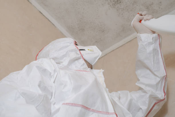 Professional Mold Removal in Hargill, TX