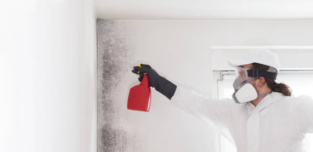 Best Office Mold Removal Services  in Hargill, TX