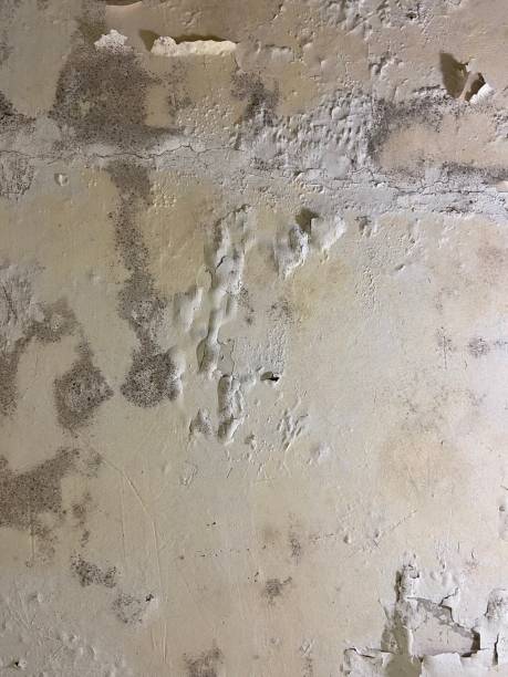 Best Attic Mold Removal  in Hargill, TX