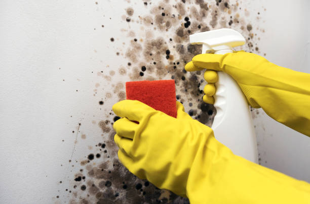 Best Emergency Mold Removal  in Hargill, TX