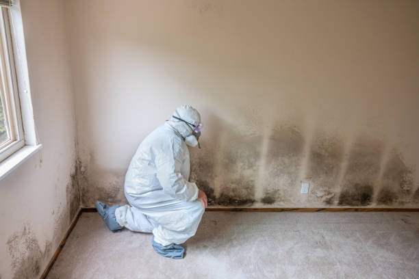 Best Toxic Mold Removal  in Hargill, TX
