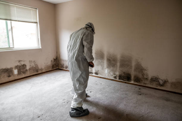 Best Professional Mold Removal  in Hargill, TX