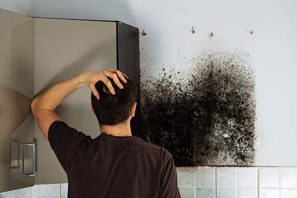 Best Home Mold Removal  in Hargill, TX