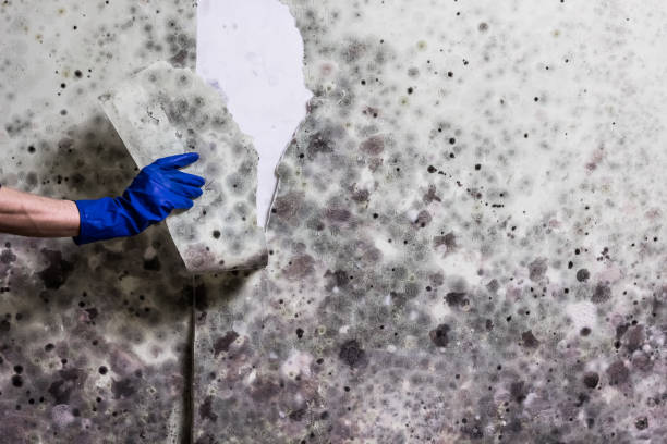 Best Best Mold Removal Companies  in Hargill, TX