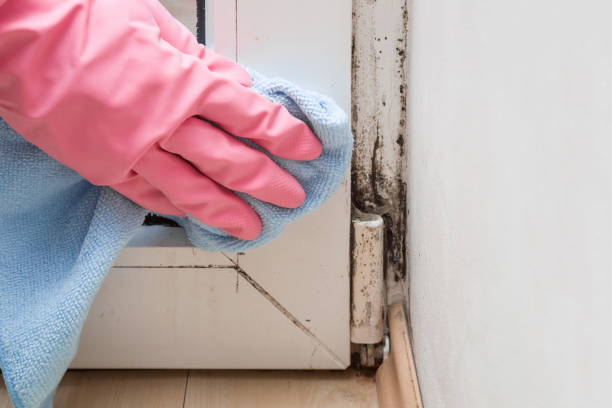 Best Fast Mold Removal  in Hargill, TX