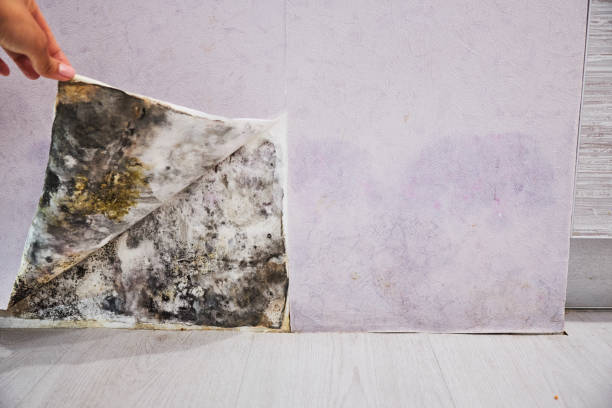 Hargill, TX Mold Removal Company